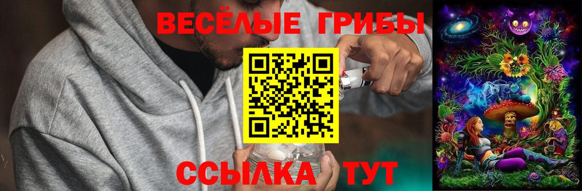 Псилоцибиновые грибы Psilocybine cubensis Мценск